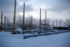 Vinter